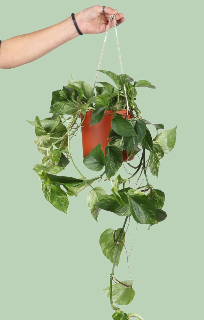 Epipremnum pinnatum "marble queen" (Efeutute) (M)