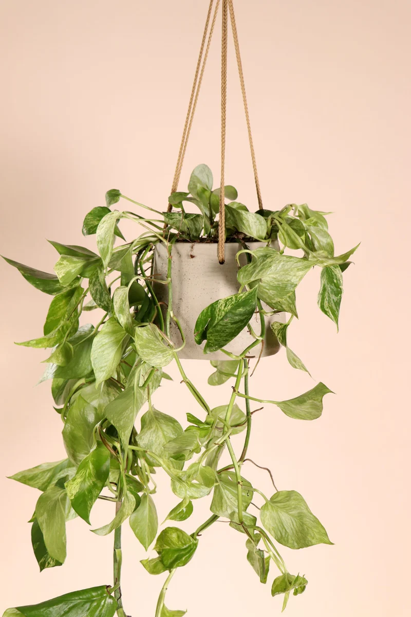 Epipremnum pinnatum "marble queen" (Efeutute) (M)
