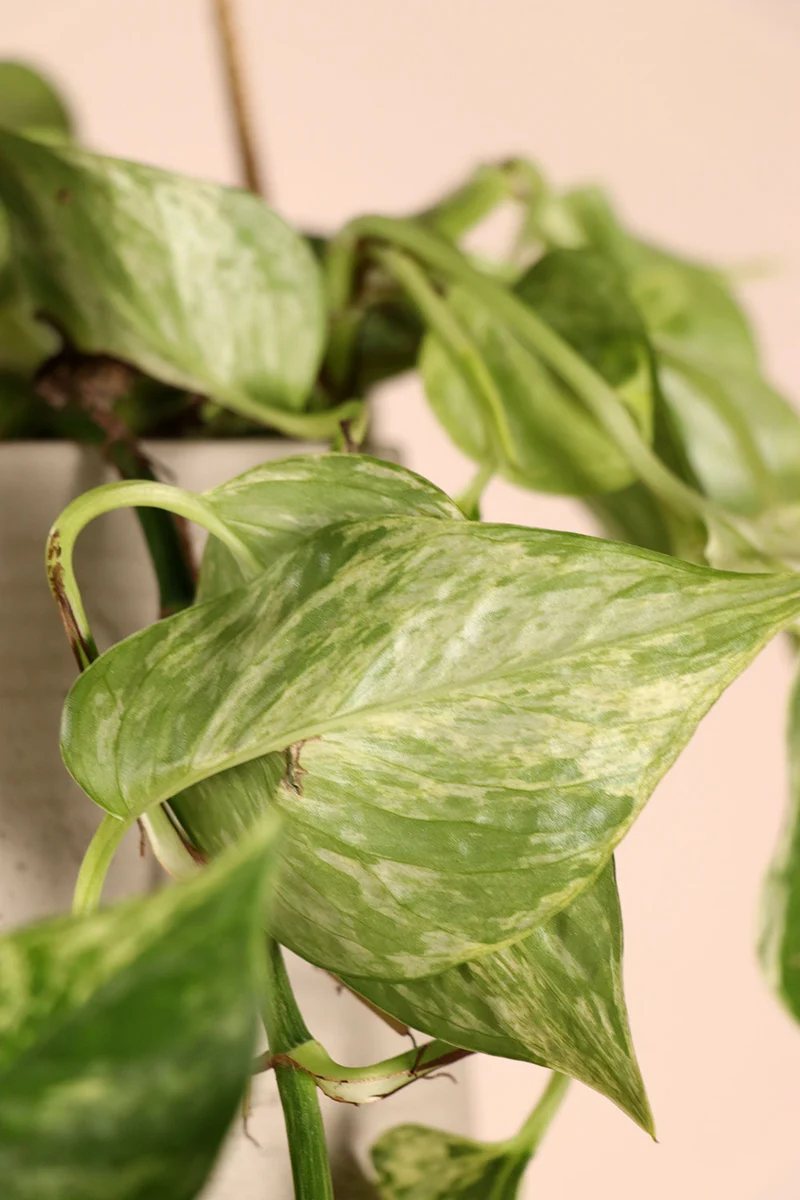 Epipremnum pinnatum "marble queen" (Efeutute) (M)