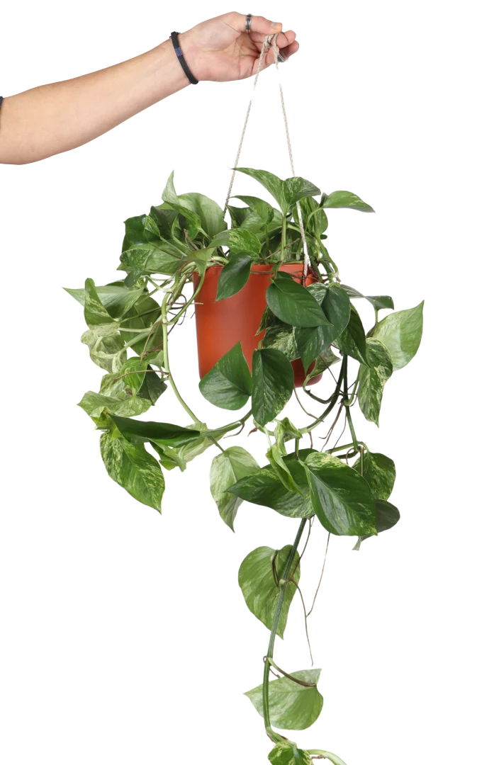 Epipremnum pinnatum "marble queen" (Efeutute) (M)