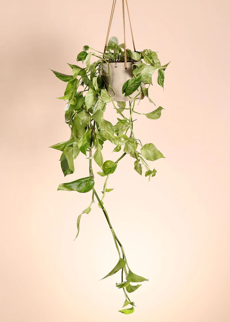 Epipremnum pinnatum "marble queen" (Efeutute) (M)