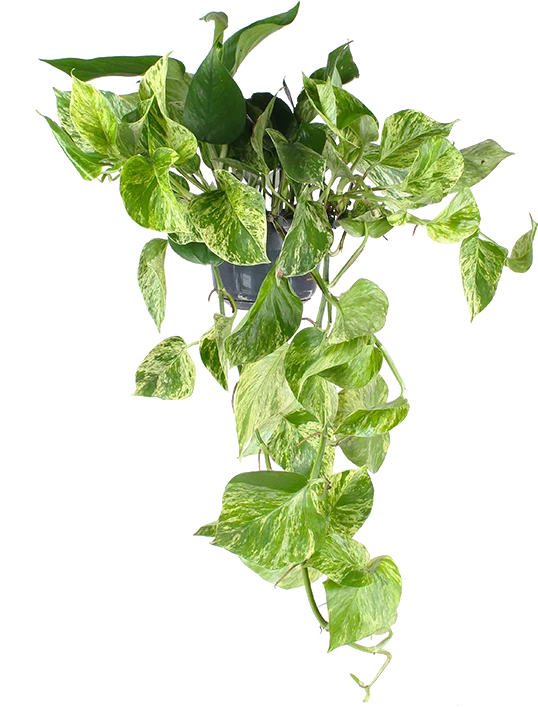 Epipremnum pinnatum "marble queen" (Efeutute) (M)