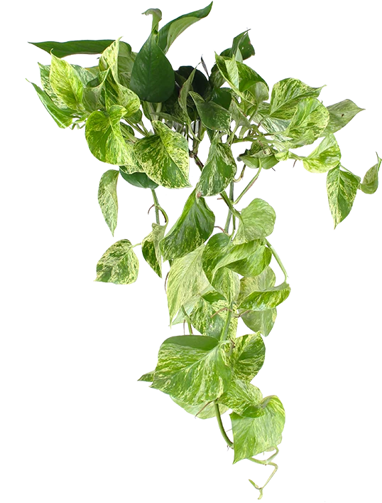 Epipremnum pinnatum "marble queen" (Efeutute) (M)