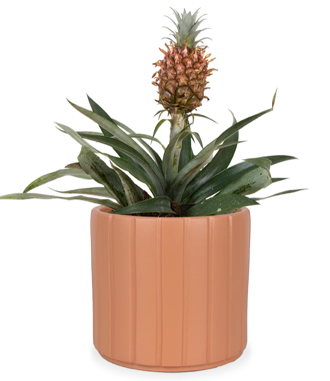 Ananas comosus "mi amigo" (Ananaspflanze) (S)