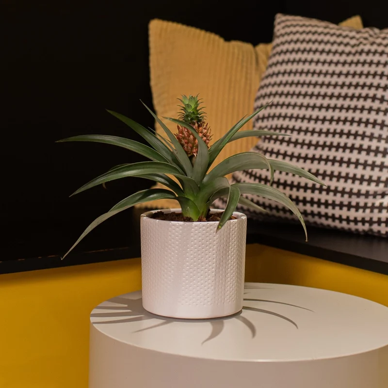 Ananas comosus "mi amigo" (Ananaspflanze) (S)