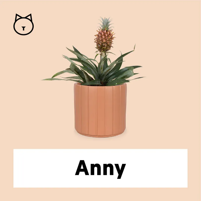 Ananas comosus "mi amigo" (Ananaspflanze) (S)
