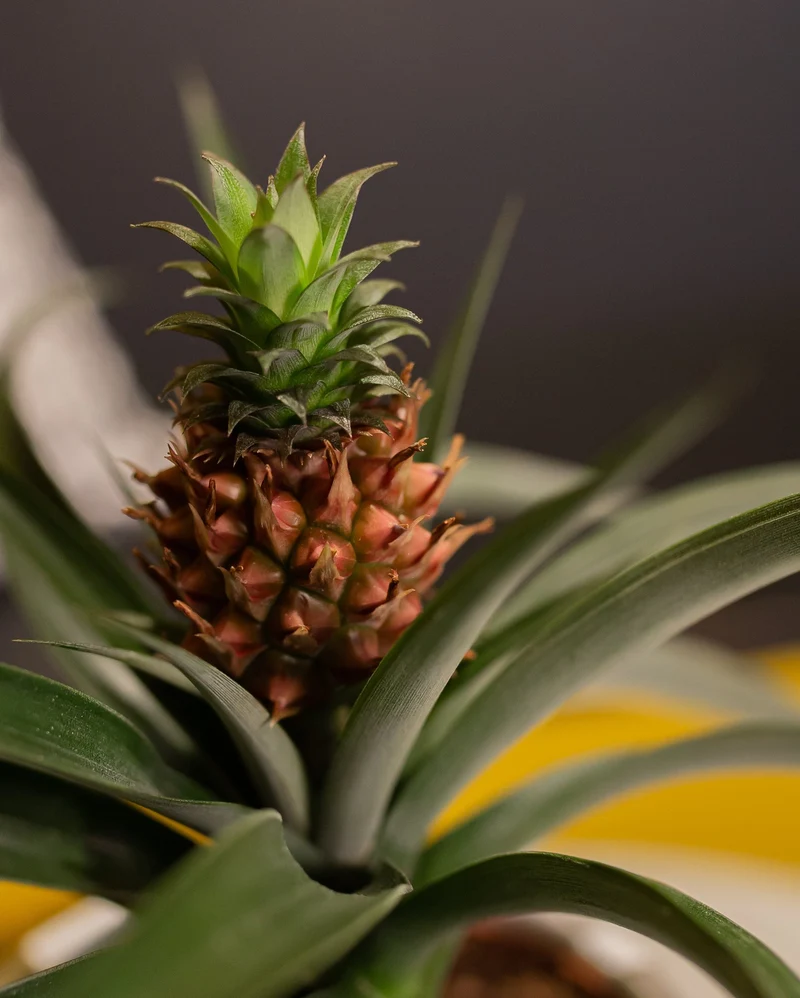 Ananas comosus "mi amigo" (Ananaspflanze) (S)