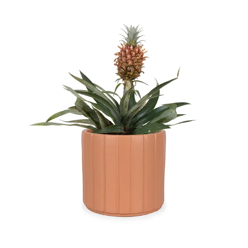 Ananas comosus "mi amigo" (Ananaspflanze) (S)