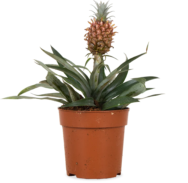 Ananas comosus "mi amigo" (Ananaspflanze) (S)