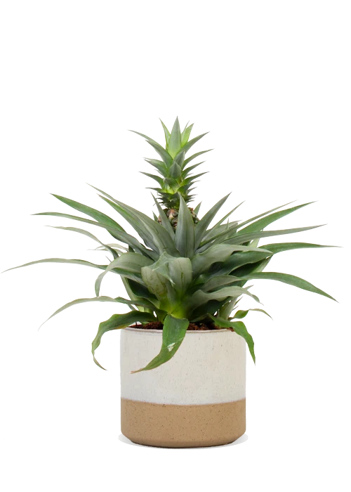 Ananas comosus "mi amigo" (Ananaspflanze) (S)
