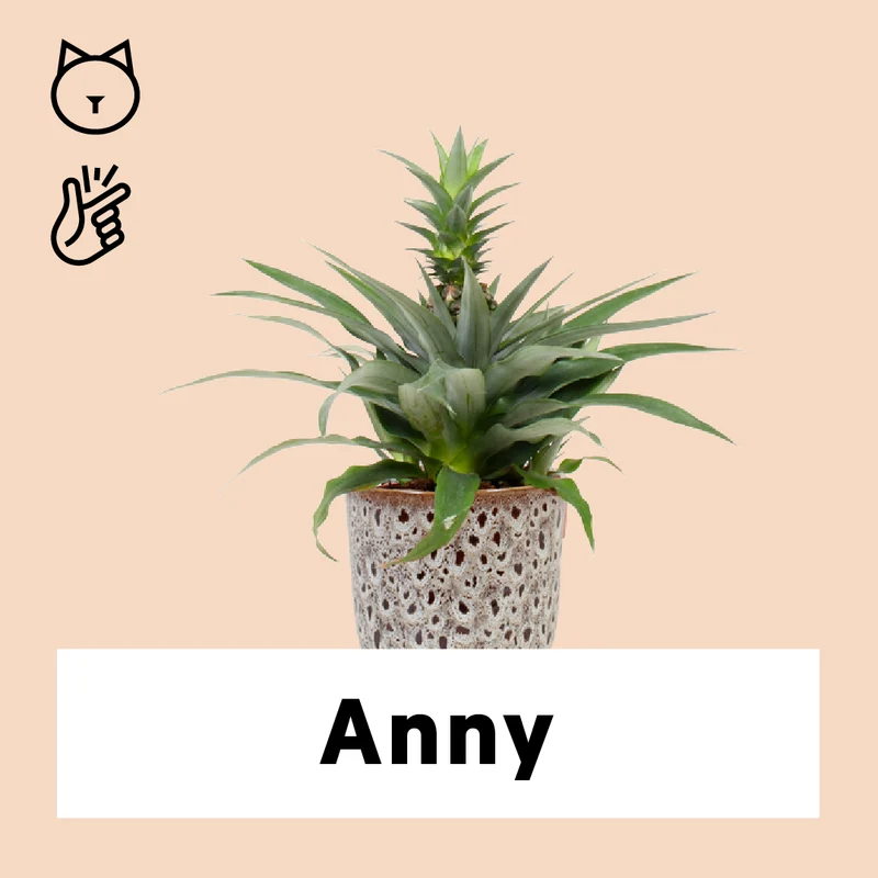 Ananas comosus "mi amigo" (Ananaspflanze) (S)