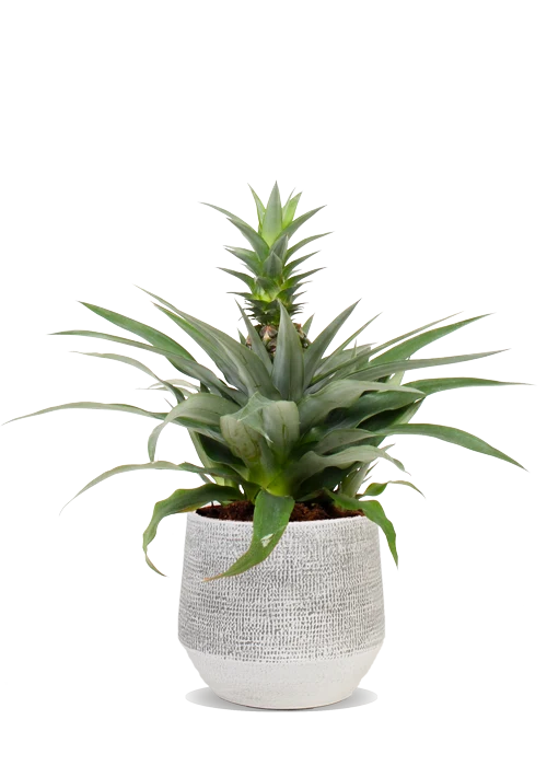 Ananas comosus "mi amigo" (Ananaspflanze) (S)