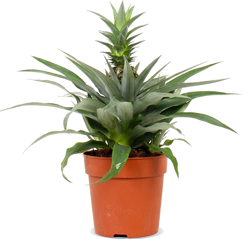 Ananas comosus "mi amigo" (Ananaspflanze) (S)