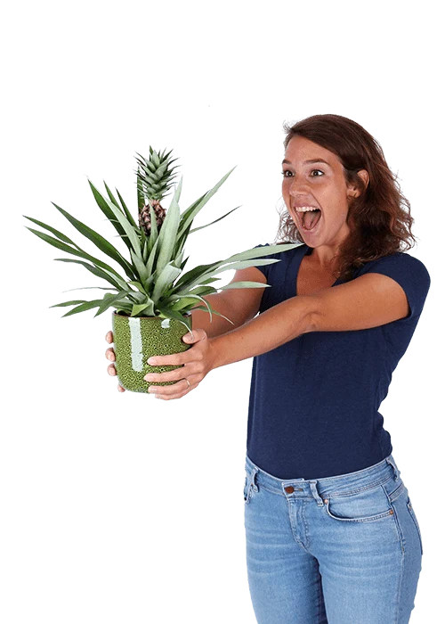 Ananas comosus "mi amigo" (Ananaspflanze) (S)