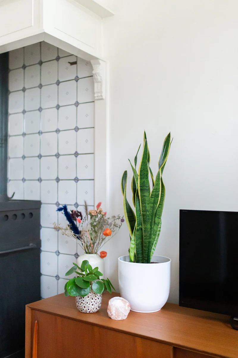 Sansevieria laurentii (Bogenhanf) (M)