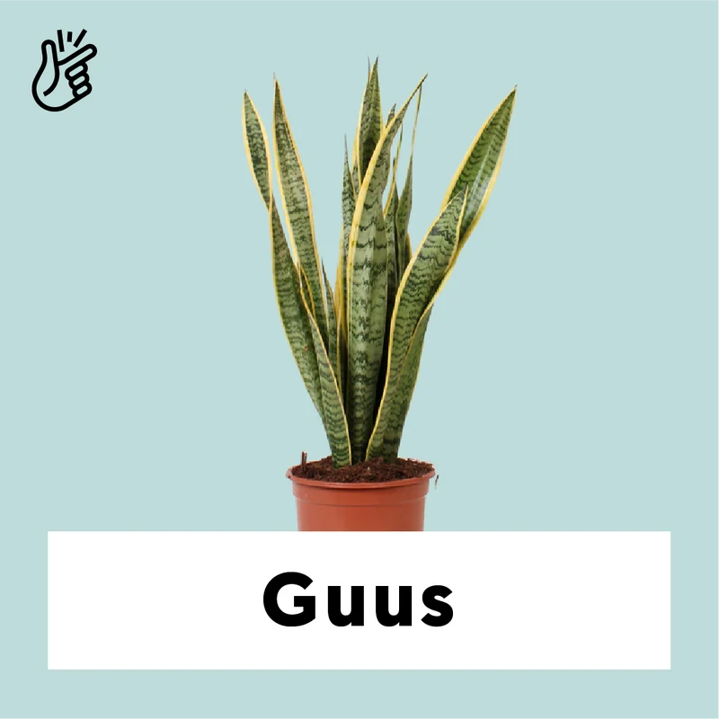 Sansevieria laurentii (Bogenhanf) (M)