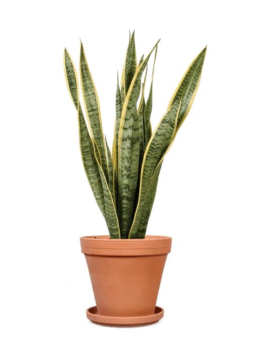 Sansevieria laurentii (Bogenhanf) (M)