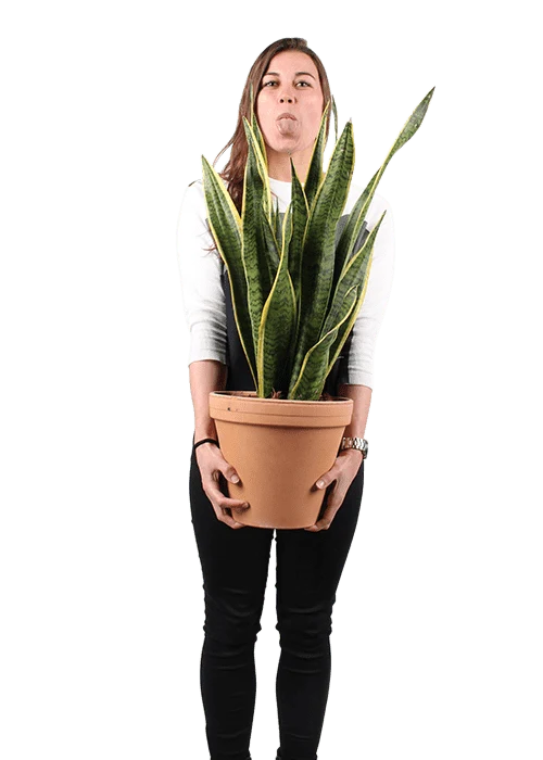 Sansevieria laurentii (Bogenhanf) (M)