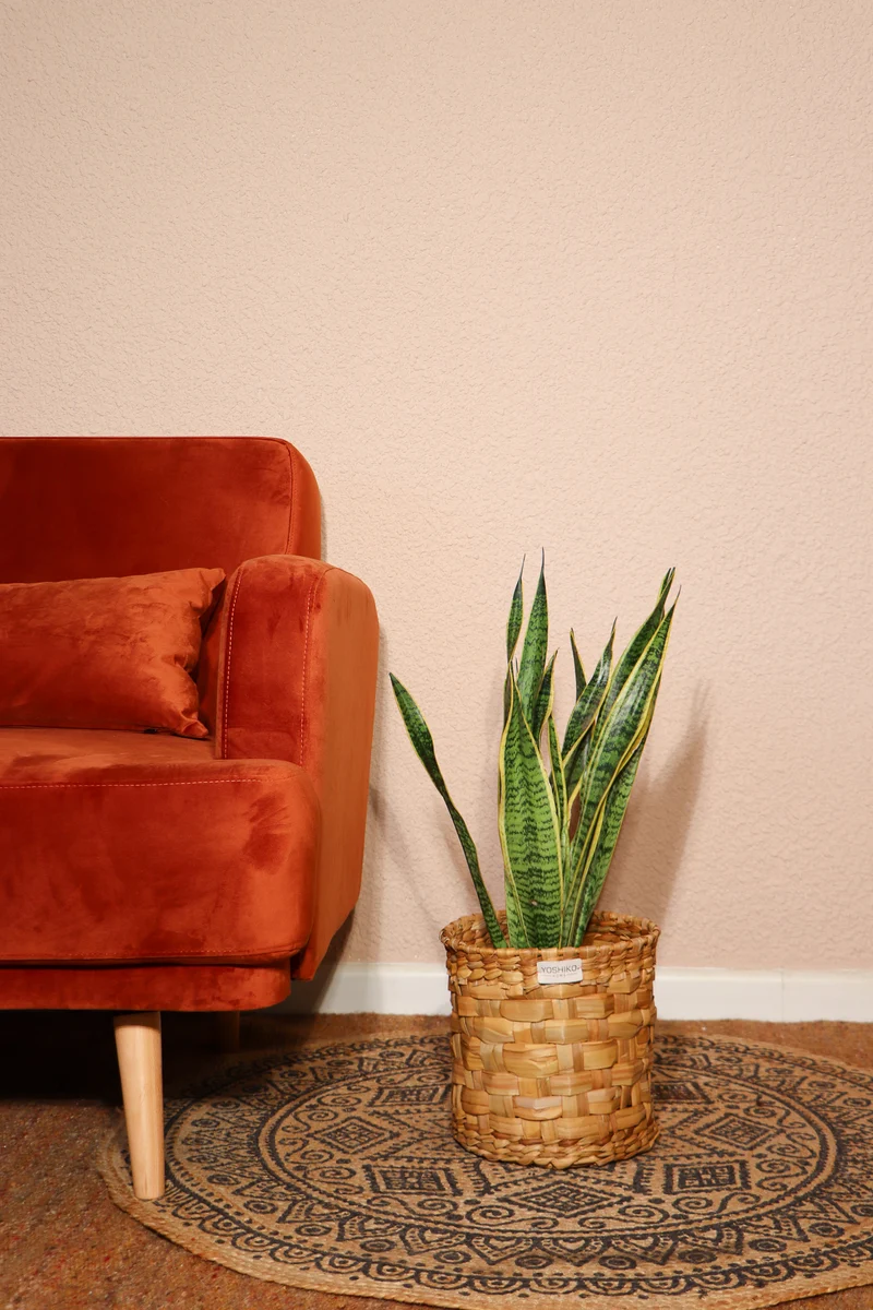 Sansevieria laurentii (Bogenhanf) (M)