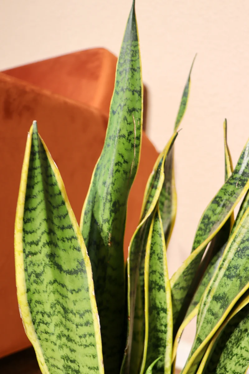 Sansevieria laurentii (Bogenhanf) (M)