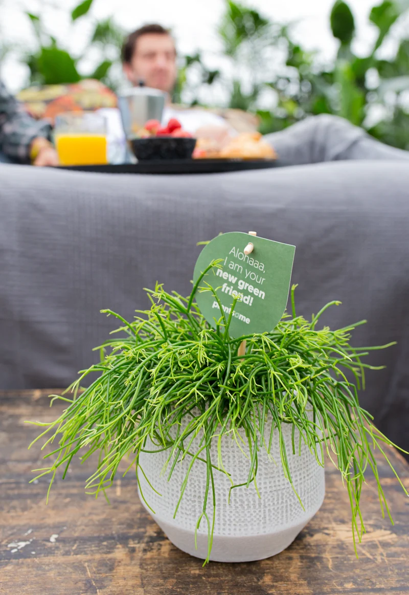 Rhipsalis cashero (Korallenkaktus) (S)