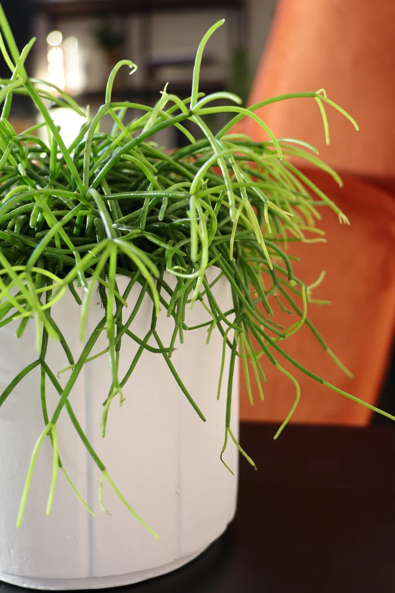 Rhipsalis cashero (Korallenkaktus) (S)