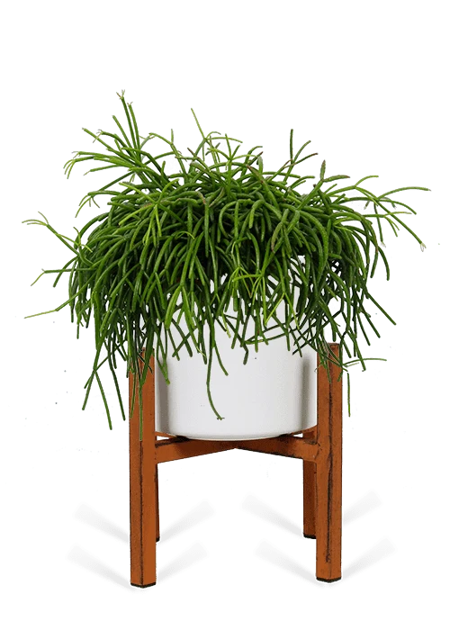 Rhipsalis cashero (Korallenkaktus) (S)