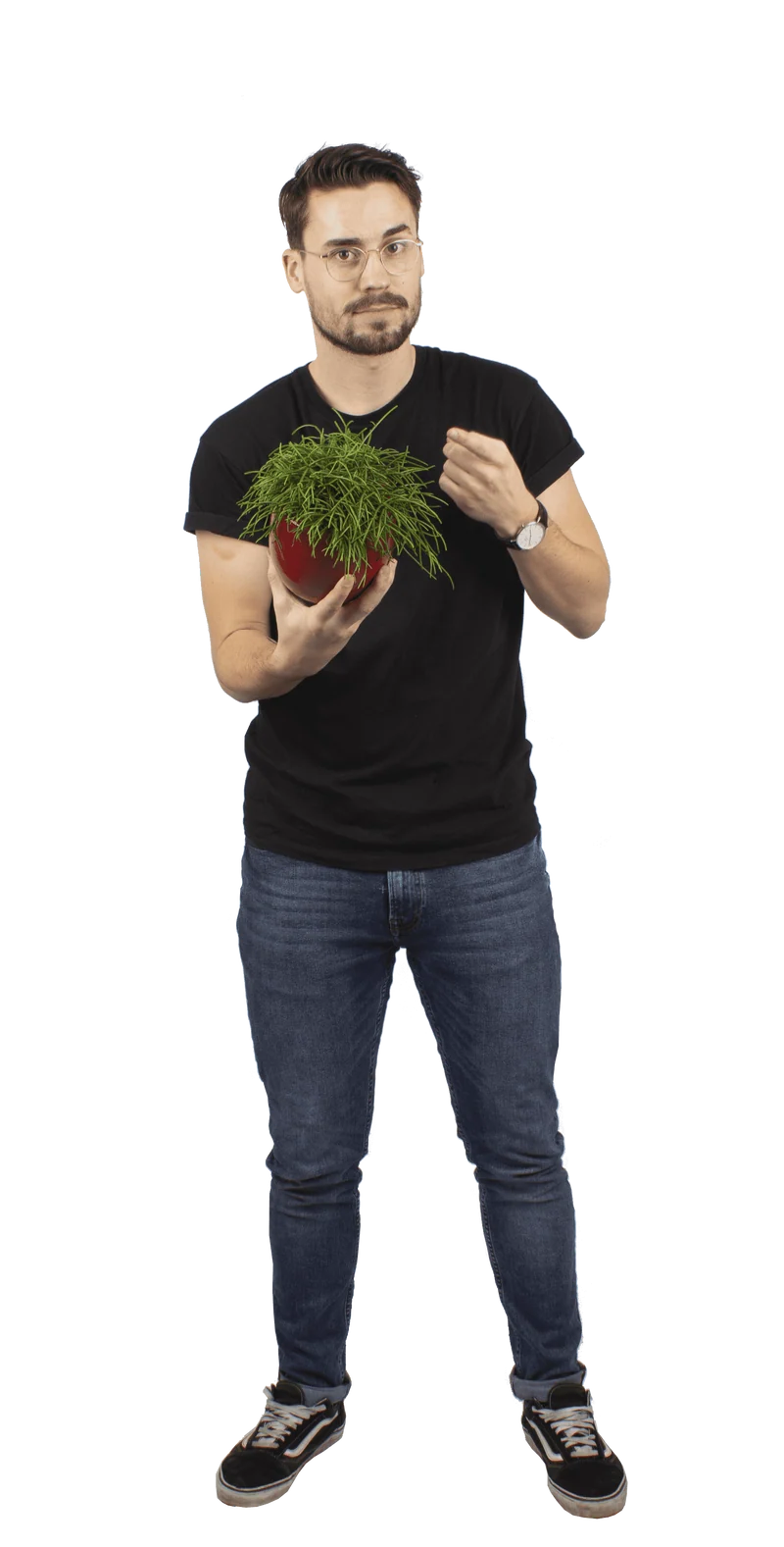Rhipsalis cashero (Korallenkaktus) (S)