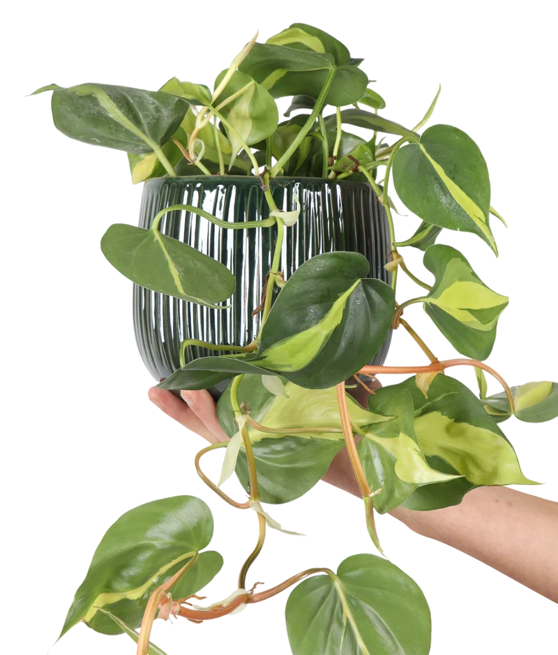 Philodendron scandens "brasil" (Kletter-Philodendron) (S)
