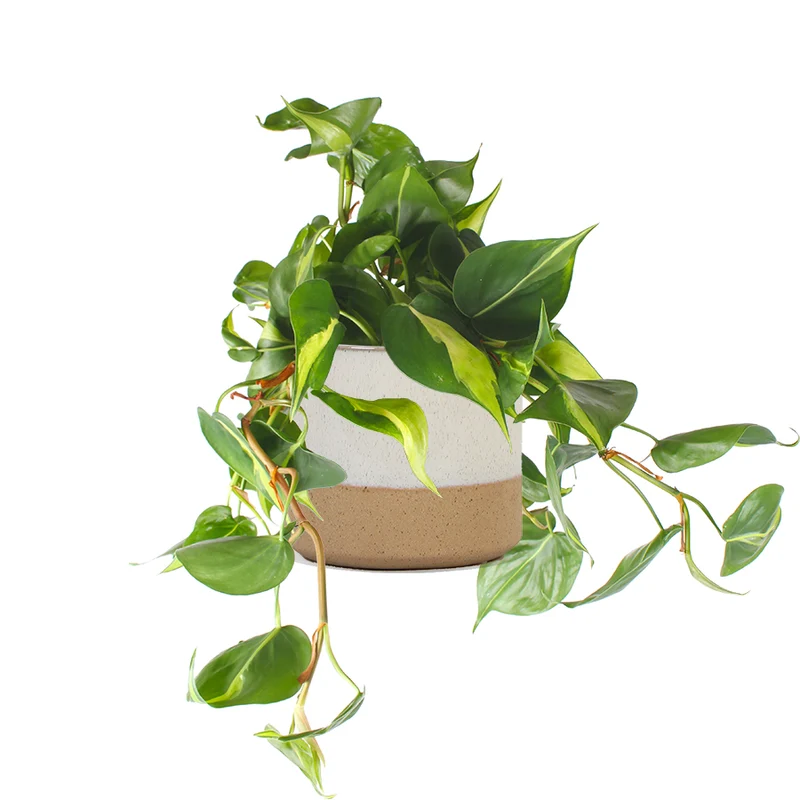 Philodendron scandens "brasil" (Kletter-Philodendron) (S)