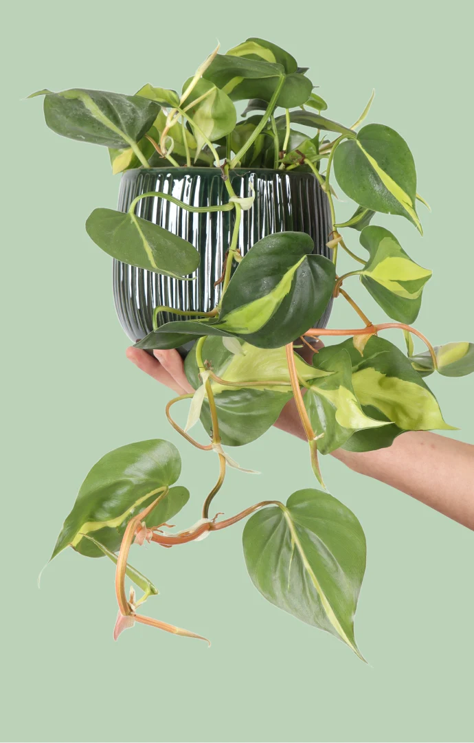 Philodendron scandens "brasil" (Kletter-Philodendron) (S)