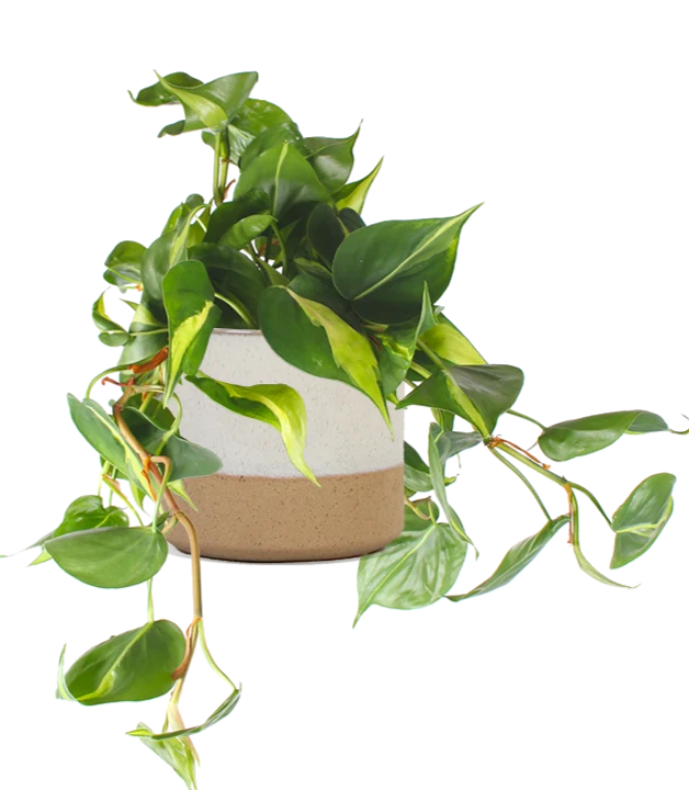 Philodendron scandens "brasil" (Kletter-Philodendron) (S)
