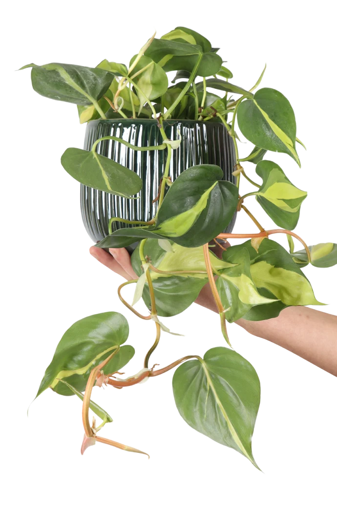 Philodendron scandens "brasil" (Kletter-Philodendron) (S)
