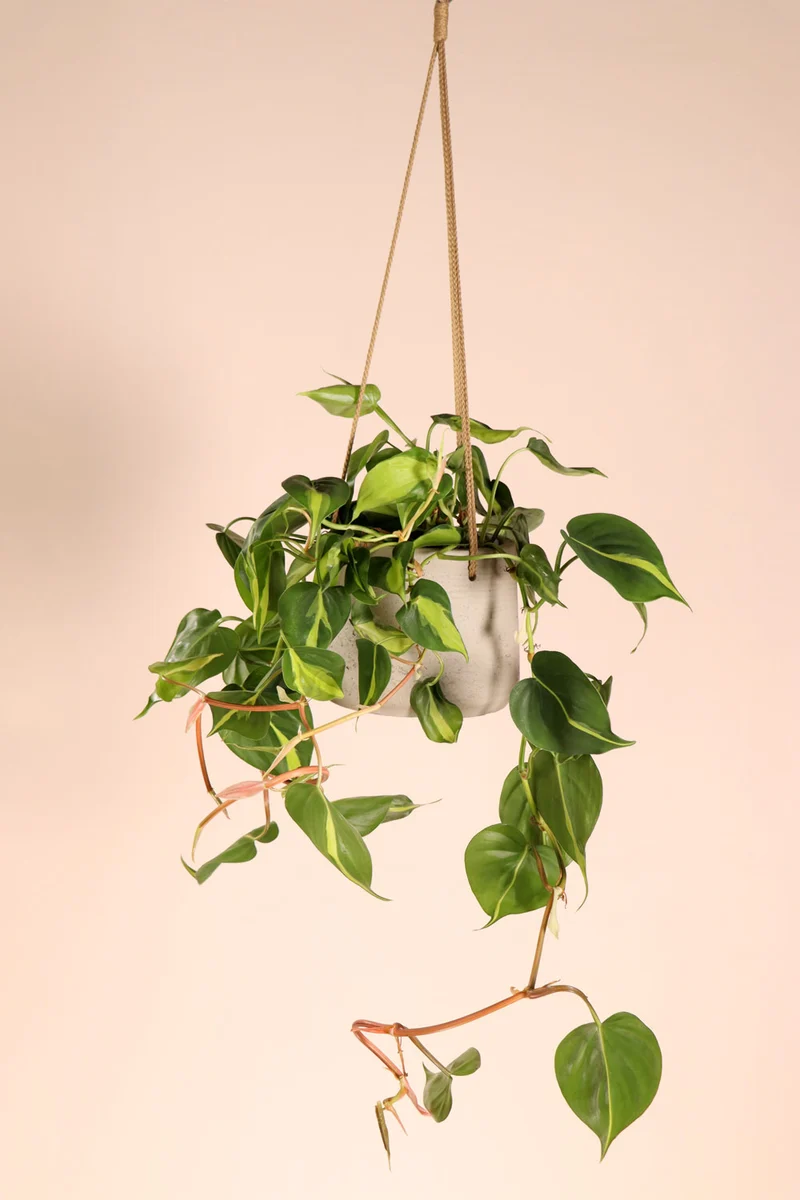 Philodendron scandens "brasil" (Kletter-Philodendron) (S)