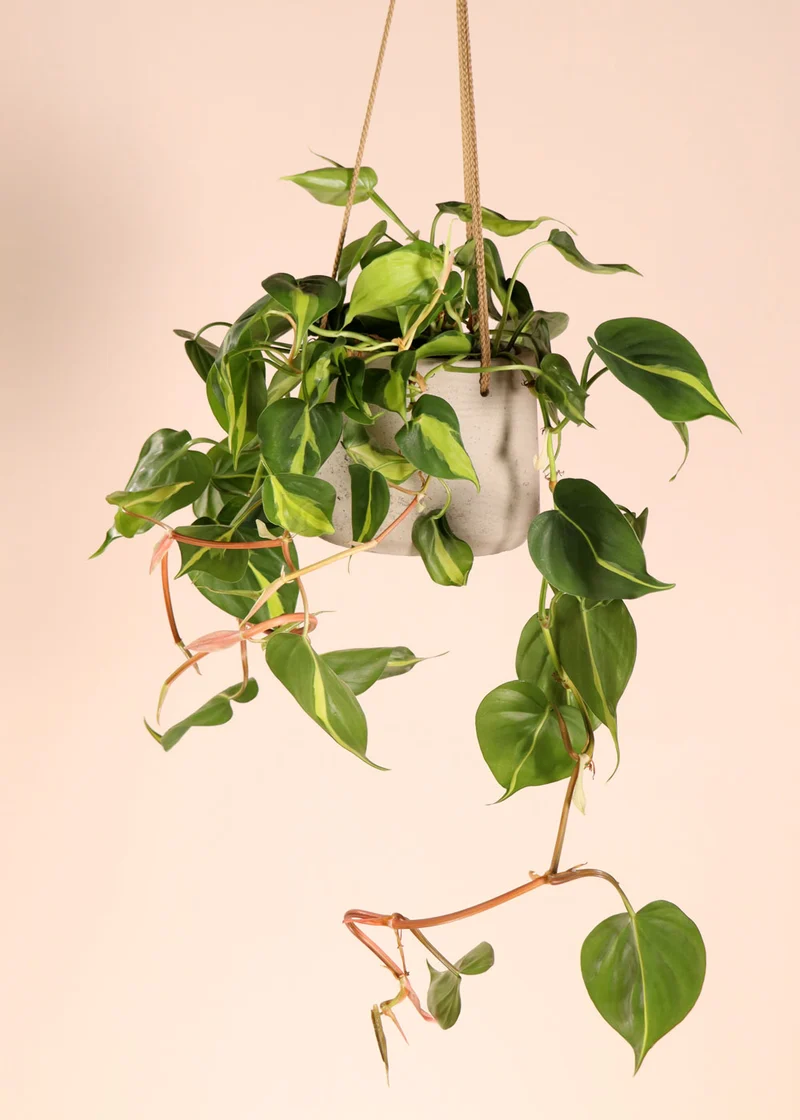 Philodendron scandens "brasil" (Kletter-Philodendron) (S)
