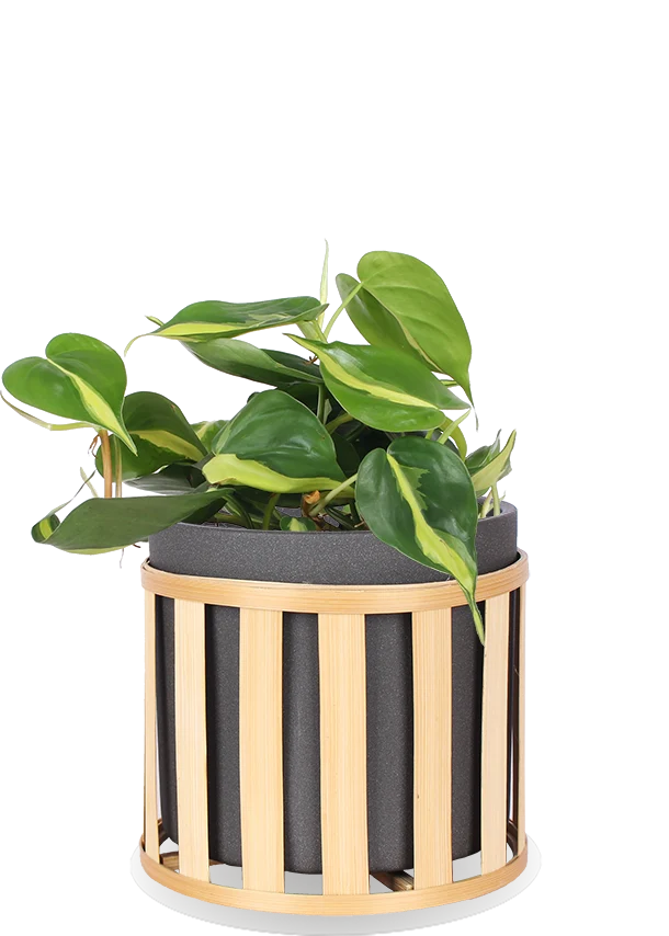 Philodendron scandens "brasil" (Kletter-Philodendron) (S)