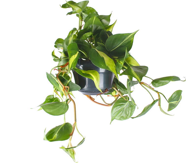 Philodendron scandens "brasil" (Kletter-Philodendron) (S)