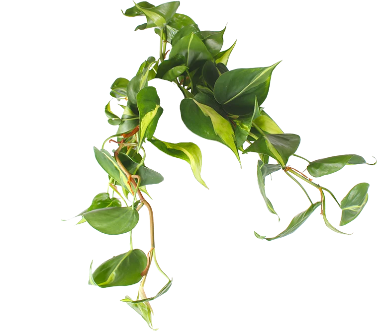 Philodendron scandens "brasil" (Kletter-Philodendron) (S)
