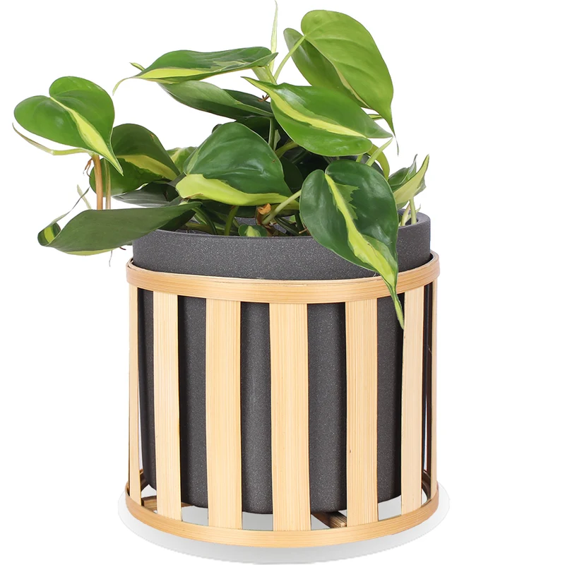 Philodendron scandens "brasil" (Kletter-Philodendron) (S)