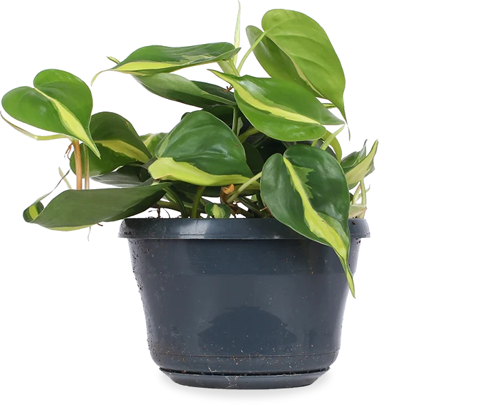 Philodendron scandens "brasil" (Kletter-Philodendron) (S)