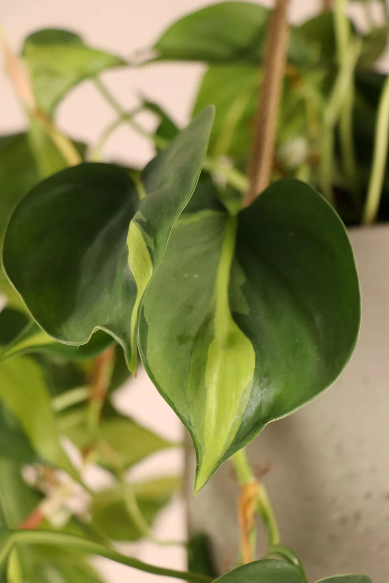 Philodendron scandens "brasil" (Kletter-Philodendron) (S)