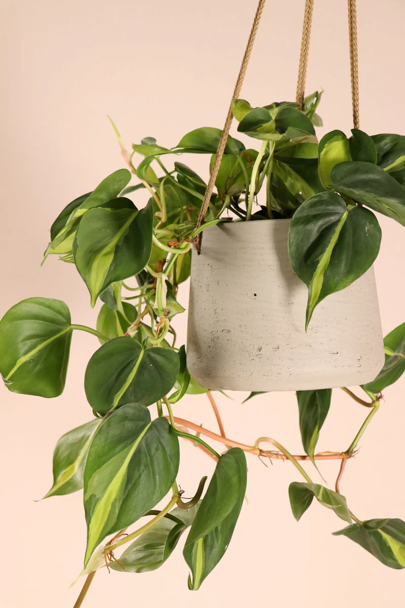 Philodendron scandens "brasil" (Kletter-Philodendron) (S)