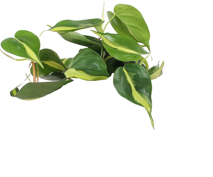 Philodendron scandens "brasil" (Kletter-Philodendron) (S)