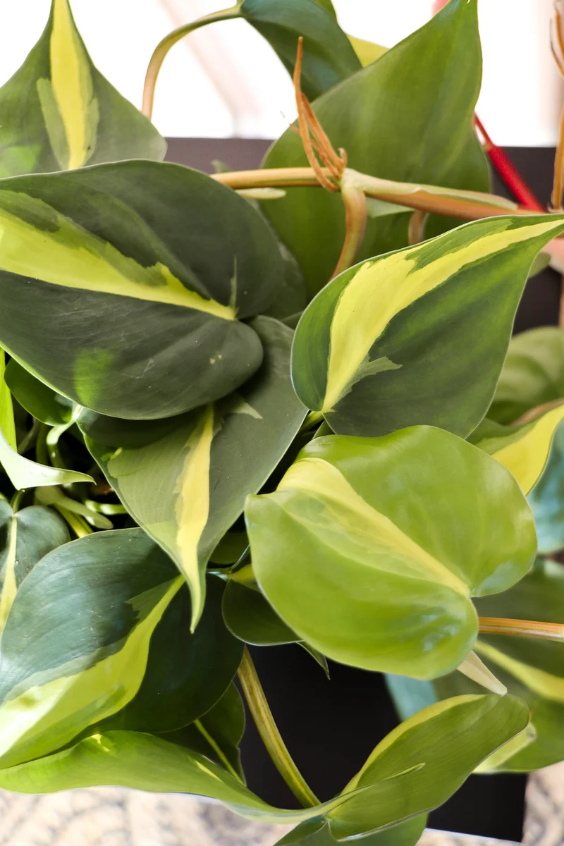 Philodendron scandens "brasil" (Kletter-Philodendron) (S)