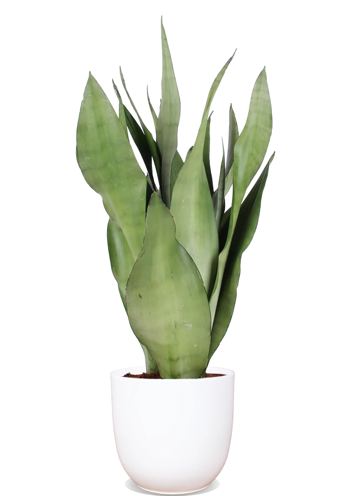 Sansevieria moonshine (Bogenhanf) (S)