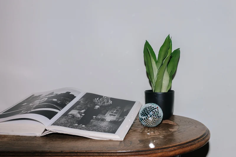 Sansevieria moonshine (Bogenhanf) (S)
