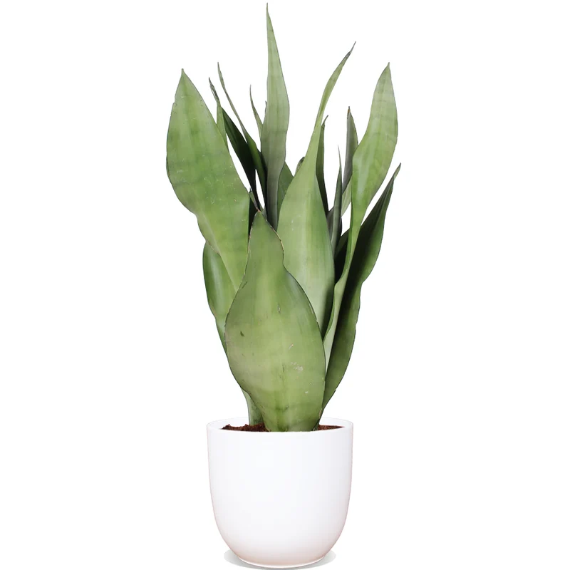 Sansevieria moonshine (Bogenhanf) (S)