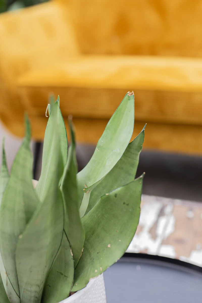 Sansevieria moonshine (Bogenhanf) (S)
