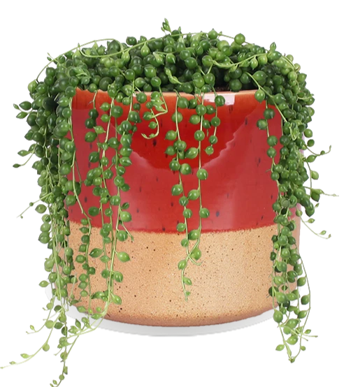 Senecio rowleyanus (Erbsenpflanze) (S)
