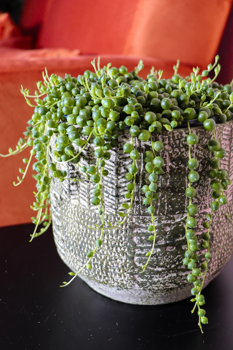 Senecio rowleyanus (Erbsenpflanze) (S)